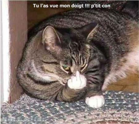 meme les chats????